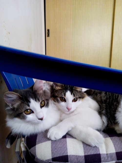 imagen de Cuido a tu gato, servicio en la CDMX con id 36759